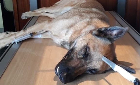 Heroic German Shepherd Duke Saves Owner in Robbery by Bravely Fending Off Attacker