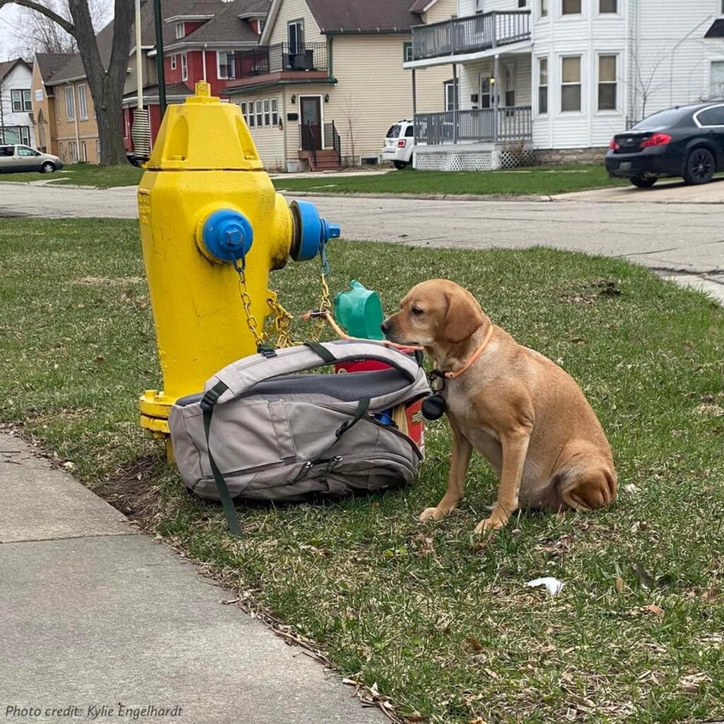 The photos of the lonely dog quickly cir...