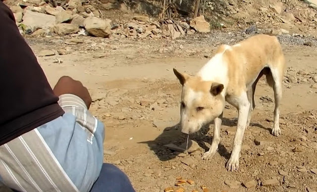 Upon examining the dog at the shelter, t...