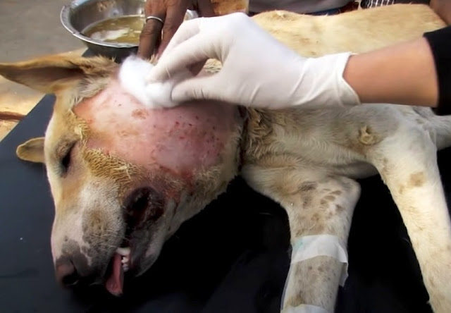 Thanks to the vigilance of the compassio...