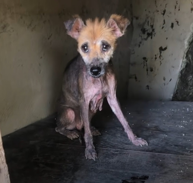 Desi, one of the rescue workers, reveale...