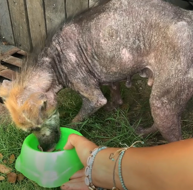 The pup was named Lucy Ray, and as her p...