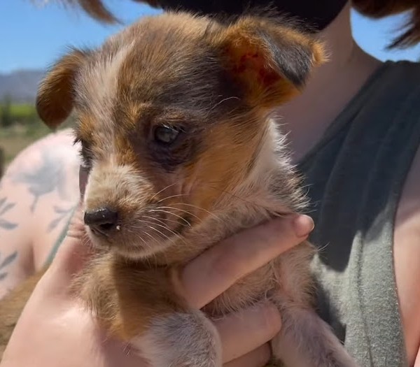 Extra image from article