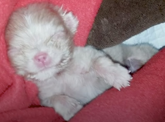 To her delight, Lucky showed determinati...