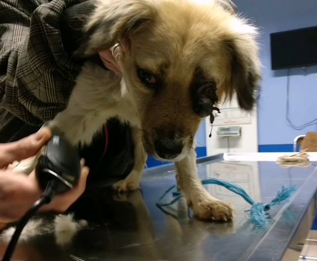 Extra image from article