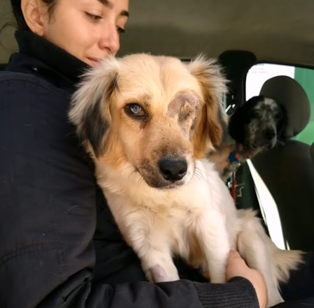 Extra image from article