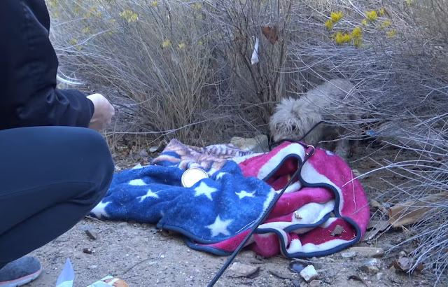 As the rescuer cautiously tossed food to...