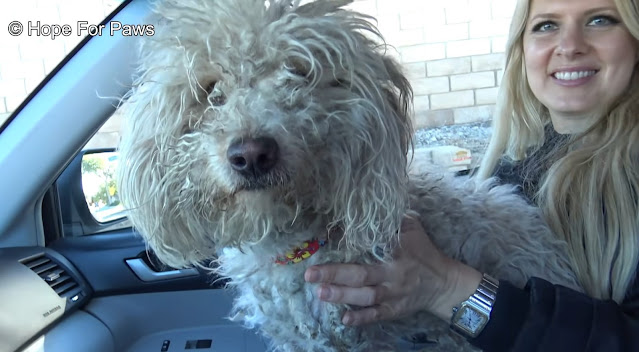 Once there, he even wagged his tail whil...