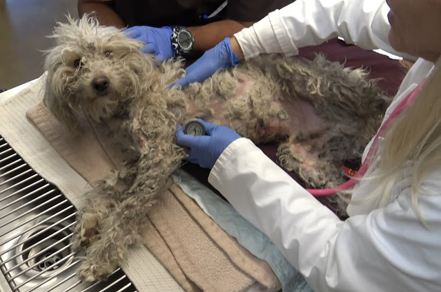 Now, whenever Washington sees his rescue...