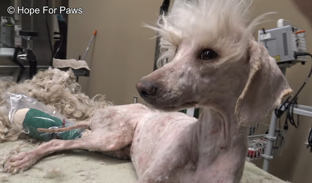 Extra image from article