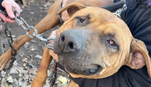 While awaiting his forever home, Turkey ...