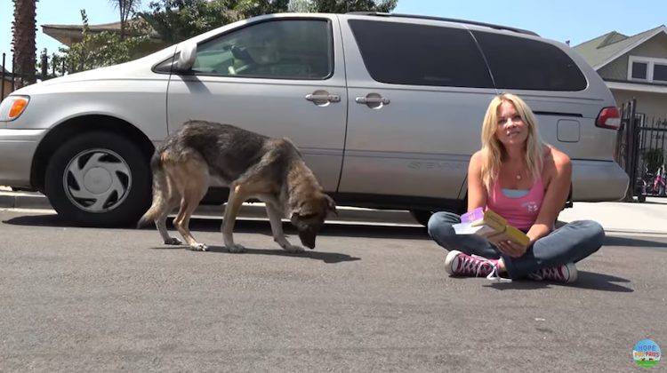 Abandoning animals that trust us and vie...