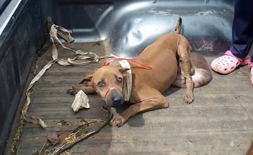 At the veterinary clinic, her discomfort...