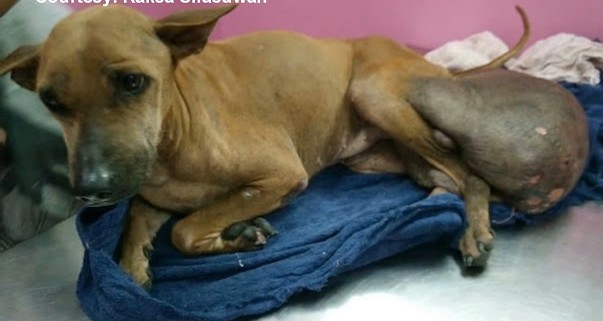 Her story exemplifies the power of perse...