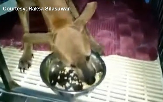 Extra image from article