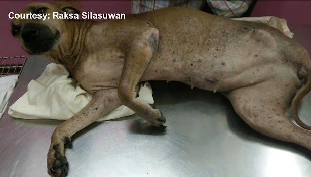 Extra image from article