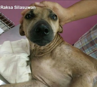 Extra image from article