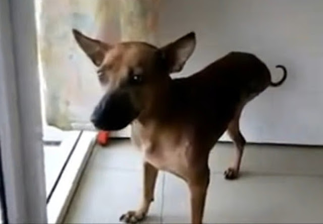 Extra image from article