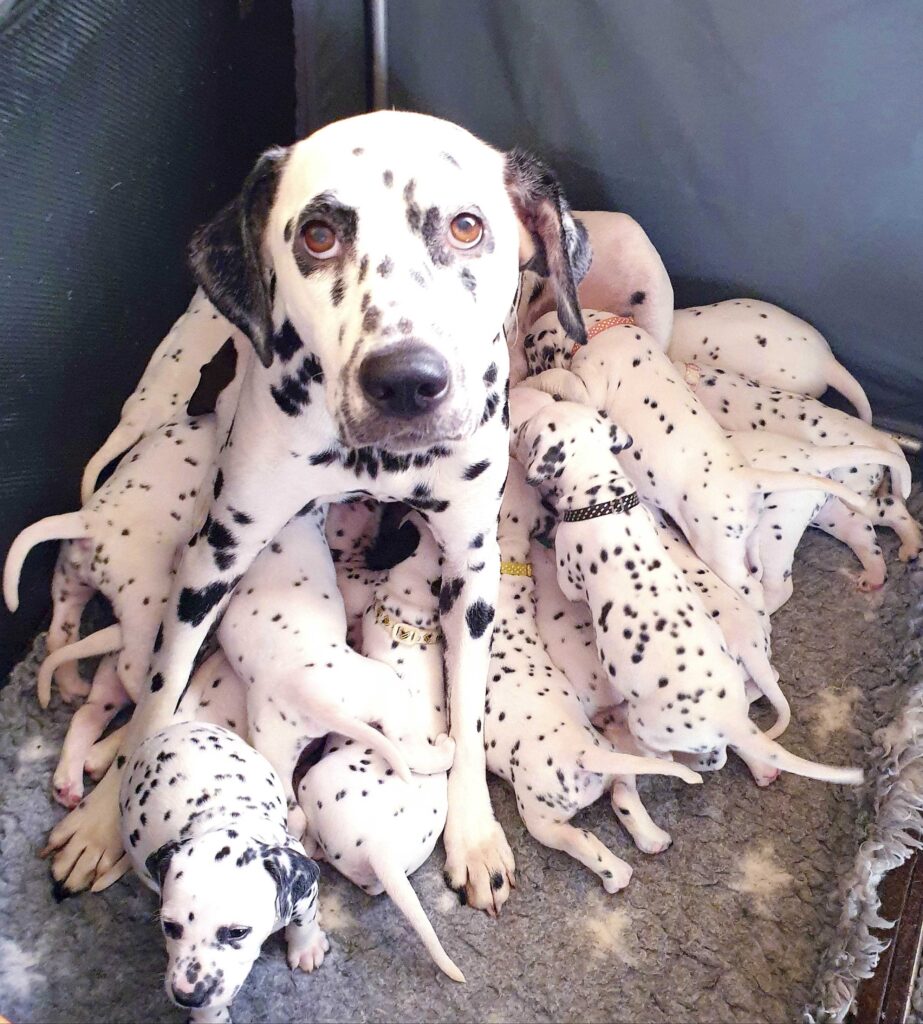 Dalmatian Delivers Delight: Nellie Astonishes with 18-Puppy Litter, Capturing Global Hearts