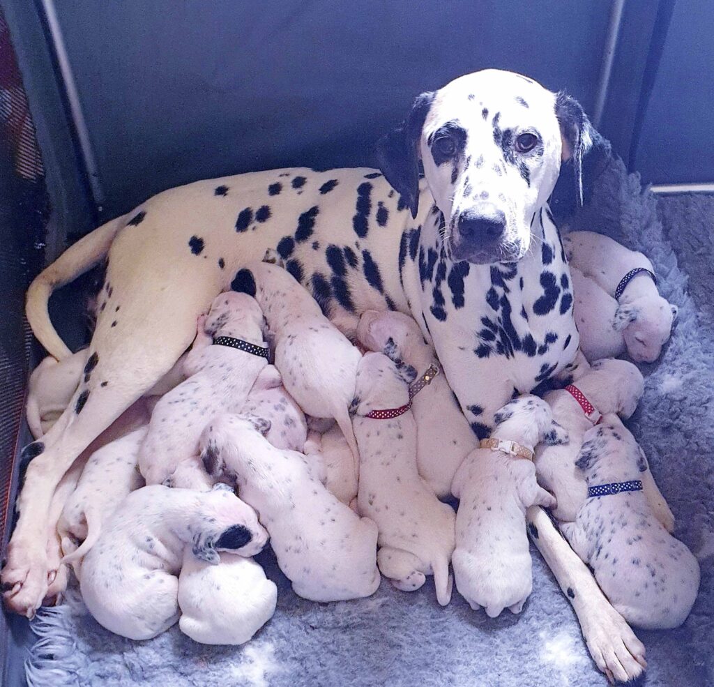 Dalmatian Delivers Delight: Nellie Astonishes with 18-Puppy Litter, Capturing Global Hearts