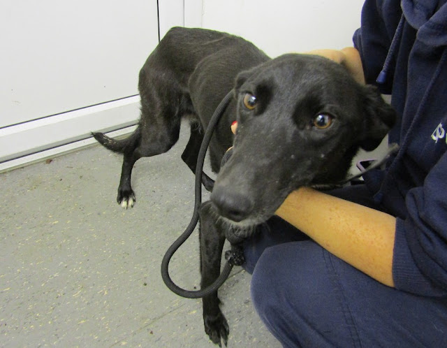 Despite microchipping being mandatory in...