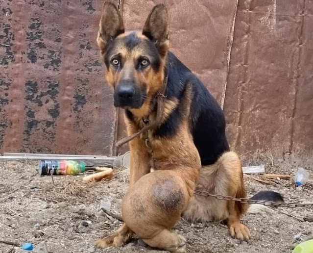 Despite the legal hurdles, the dog, name...
