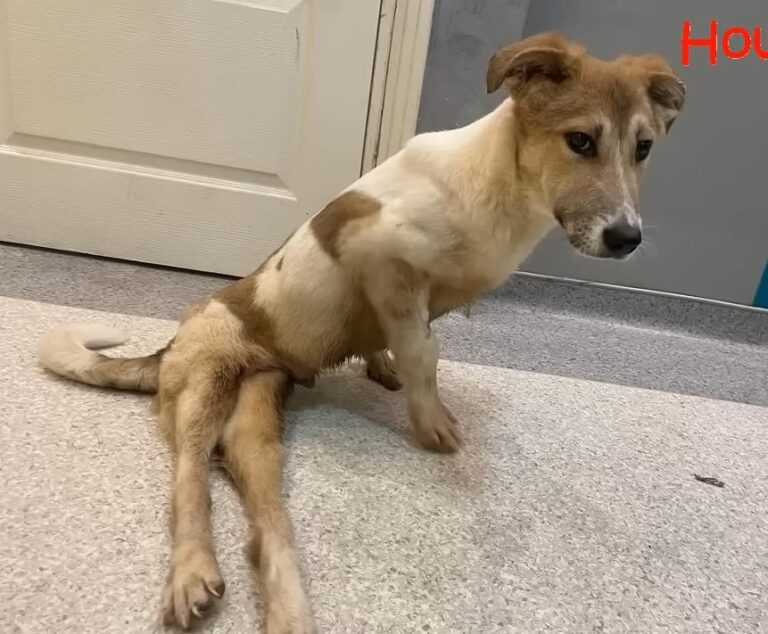 Although he remained paralyzed, the team...