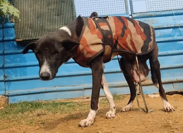 Extra image from article