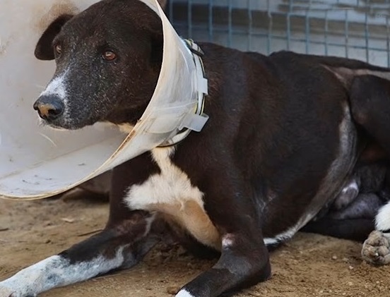 Extra image from article