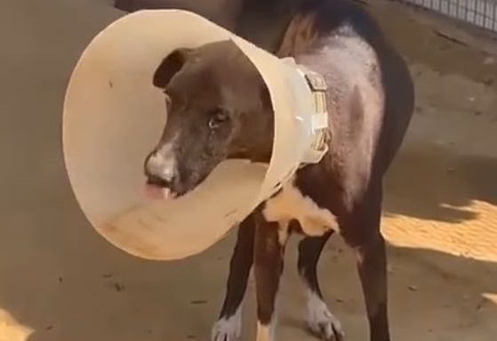 Extra image from article