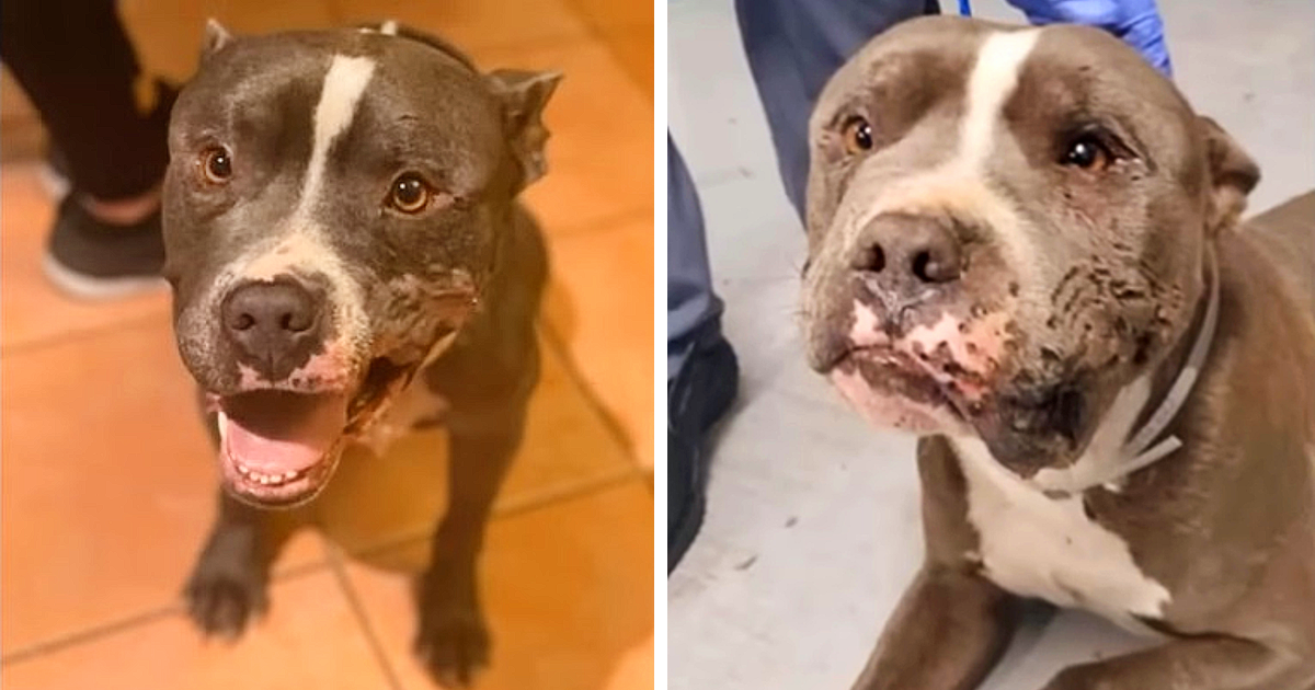 Meet Buck, a sweet-natured dog who has c...