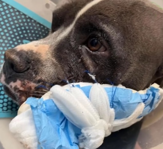 Extra image from article