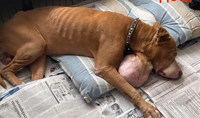 Extra image from article