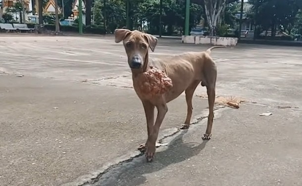 For a heartwarming glimpse into the dog'...