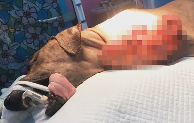 Extra image from article