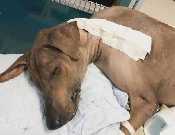 Extra image from article