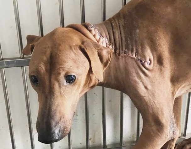 Extra image from article