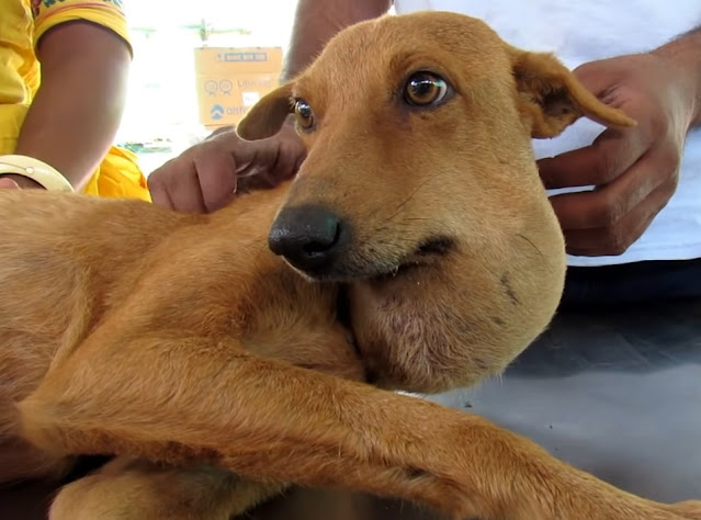 Remarkably, just a few hours after the p...