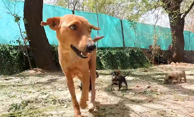 Extra image from article