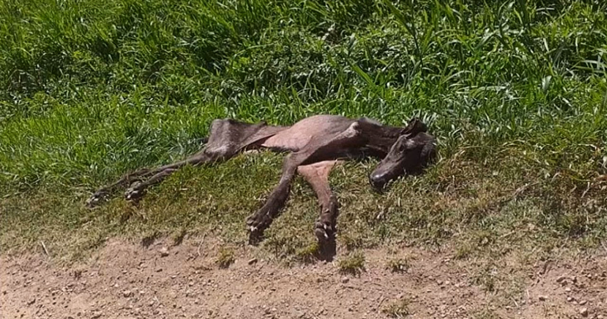 Many passersby had assumed the worst and...