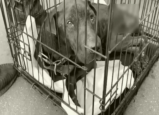 Extra image from article