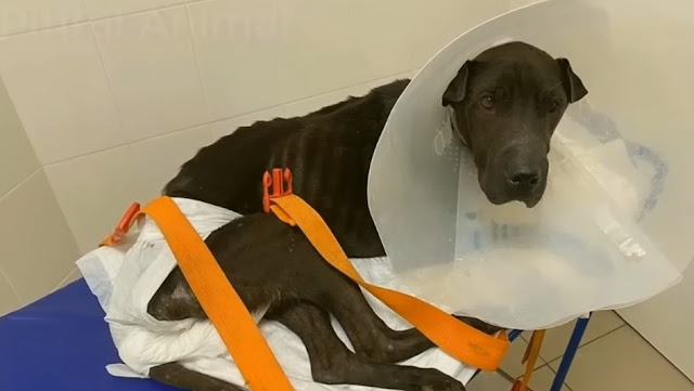 Extra image from article