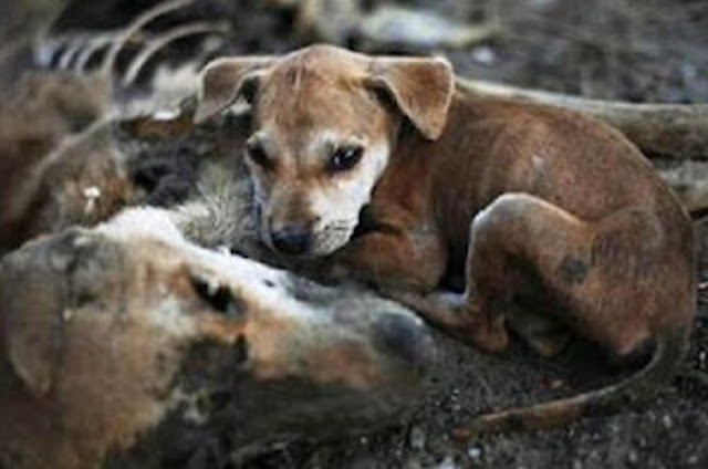 Extra image from article