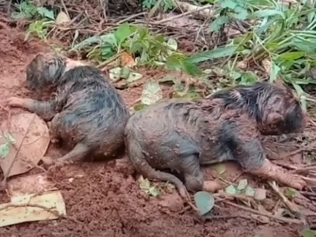 Through the dedication and kindness of t...