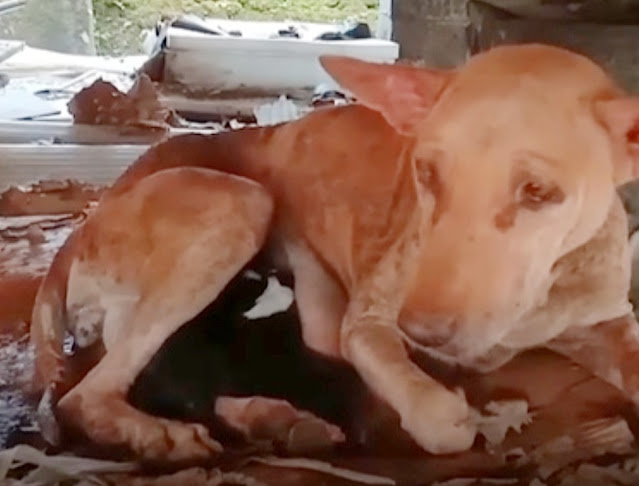 Extra image from article