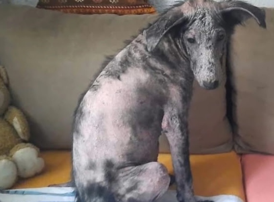 Extra image from article