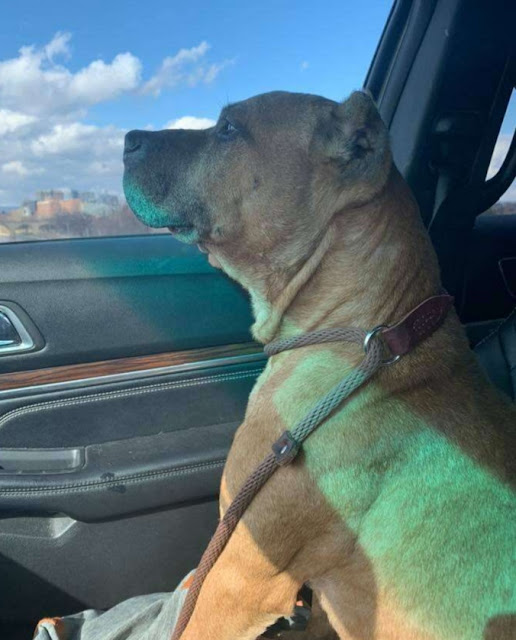 Despite what he's been through, Cupid's ...