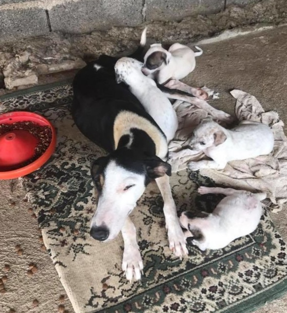 Reflecting on the rescue, Josiane felt a...