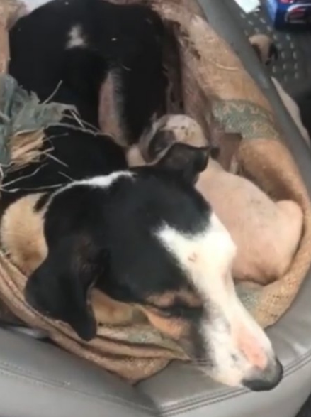 Josiane turned to social media for suppo...