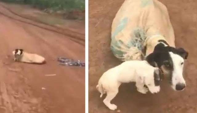 As Josiane approached, the mother dog em...